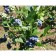 Blueberries tall Blugold, C2 pot, H20-40 Height, 1 pc, summer 2024