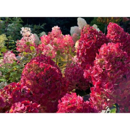 Saphenet Hydrangea Smiling "Wim’s Red", P8 pot, Summer 2024