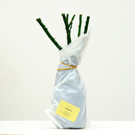 Gloria denser seedling, spring 2024, 1 pc.-3