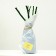 Gloria denser seedling, spring 2024, 1 pc.