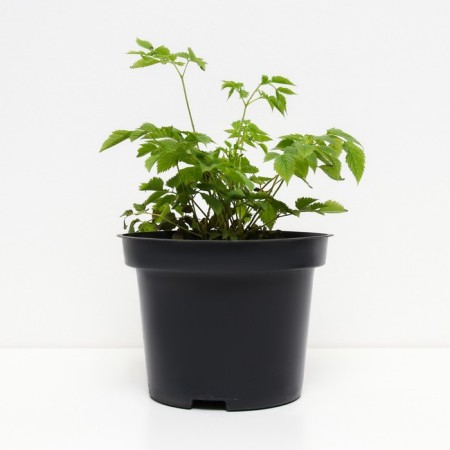 Volzhanka dioecious, s2 pot, H10-50 height, 1 pc, summer 2024-1