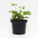 Volzhanka dioecious, s2 pot, H10-50 height, 1 pc, summer 2024