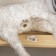 LED figure "Deer" 30 × 46 × 15 cm, acrylic, AAX2 batteries (not in the kit), glow warm white