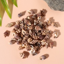 Natural decorative shells 