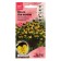 Viola flowers "Kul Vayb Red Wing F1", 5 pcs