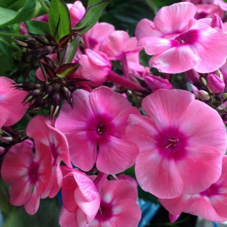 Flocus Larisa seedling, P9 pot, summer 2024
