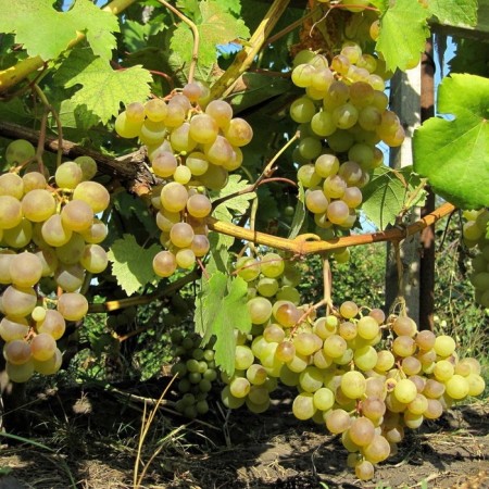 Grass Grape "Galbena Nou", tube, spring 2025