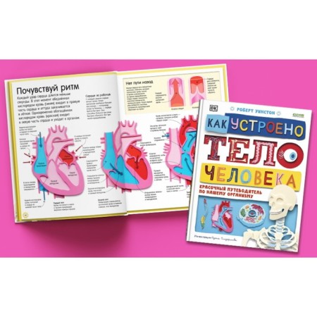 How the human body works. A colorful guide to our body. Winston Robert-4