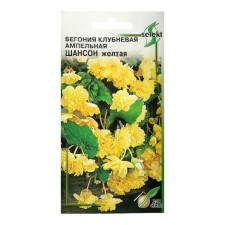 Belonia flowers ampelous 
