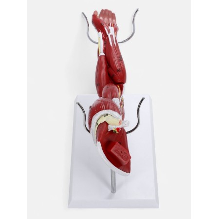 Matcage "Hand, Muscle Building" 38cm-2