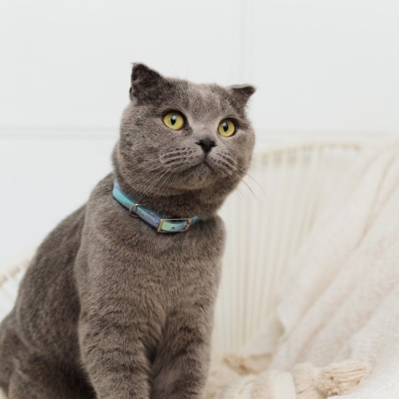 A collar for dogs and cats with Fasteks "Neon", 30 x 1 cm-5