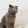 A collar for dogs and cats with Fasteks "Neon", 30 x 1 cm