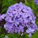 Flocus blizzard Anfisa, pot C2, 1 pc, summer 2024