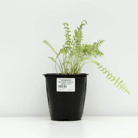 Yarrow Tavolgovy "Golden Clothes", Pot C2, 1 pc, Spring 2024-2