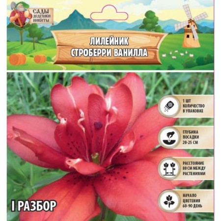 Lilenik "Strawberry Vanilla", rr I, 1 pc, spring 2024