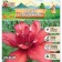 Lilenik "Strawberry Vanilla", rr I, 1 pc, spring 2024