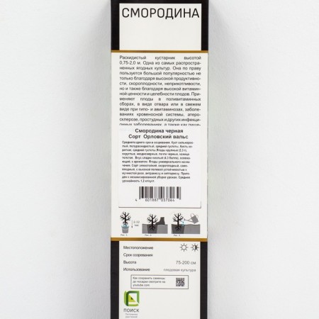 Currant Black Prospective varieties "Oryol waltz", 1 pc, tube, spring 2025-1