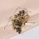 Ring for the scarf "branch", brown color in black gold