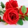 Artificial flowers "Septima" 5x65 cm, red