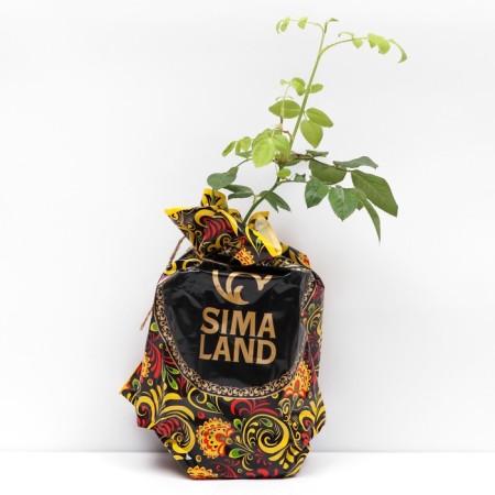 Seedling rose three d (3D), tea-hybrid, pot 2 l., Summer 2024