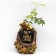 Seedling rose three d (3D), tea-hybrid, pot 2 l., Summer 2024
