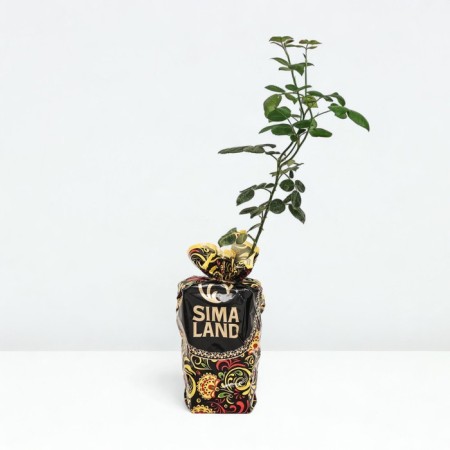 Seedling rose Big Purple, tea-hybrid, pot 2 l., Summer 2024