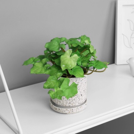 Bonsai in the pot "Filodendron Sello ultra" (soft sheet) 15x7 cm, mix-3