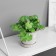 Bonsai in the pot "Filodendron Sello ultra" (soft sheet) 15x7 cm, mix