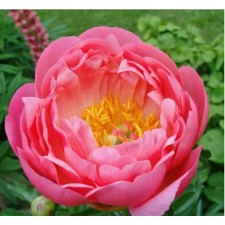 PION Milk -flowered coral Sanset, C3 pot, 1 pc, summer 2024