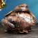 Piggy bank "Snake with a barrel" Small copper, 14x19x12cm