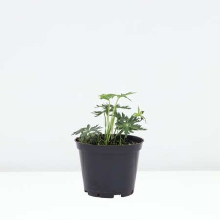 Cultural Lemon Quin, Pot C2, 1 pc, Summer 2024-1