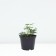 Cultural Lemon Quin, Pot C2, 1 pc, Summer 2024