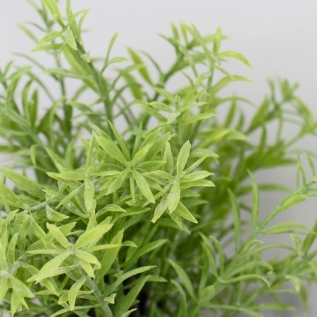 Bonsai in the Potion "Rosemary" 7.5x21 cm-1