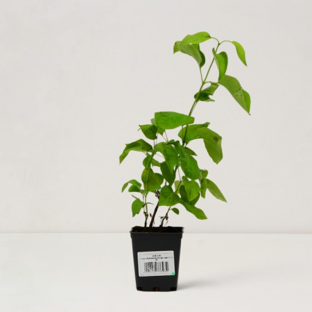 Sahenian Glass Orphan "Flora", P9 pot, Summer 2024-2