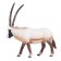 Figure Konik "Antelope Oriks"