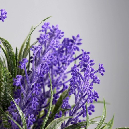 Bonsai "Lavender Mini Extra" 8x17 cm, lilac-1