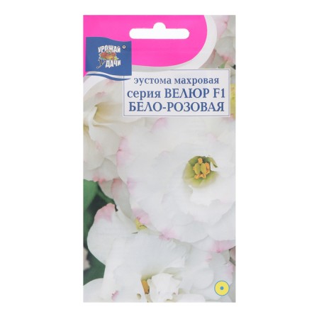 Eustoma flowers "velor", white-pink, F1, 5pcs