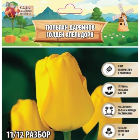 Tulip Darwinov Golden Apeldorn, rr 11/12, 5 pcs, autumn 2024
