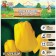 Tulip Darwinov Golden Apeldorn, rr 11/12, 5 pcs, autumn 2024