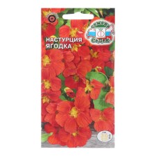 Seeds of flowers nasturtium 