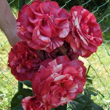 Seedling rose Plesy 