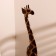 Souvenir tree "Giraffe" 80 cm