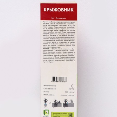 Gooseberry "Senator", 1 pc, tube, spring 2025-1