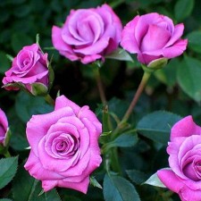 Seedling rose 