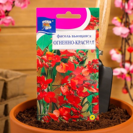 Flowers of beans "Blaging", fiery red, 5 g-2