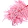 Sukhotzet "Paporotnik", pink, 10 pcs. packaged