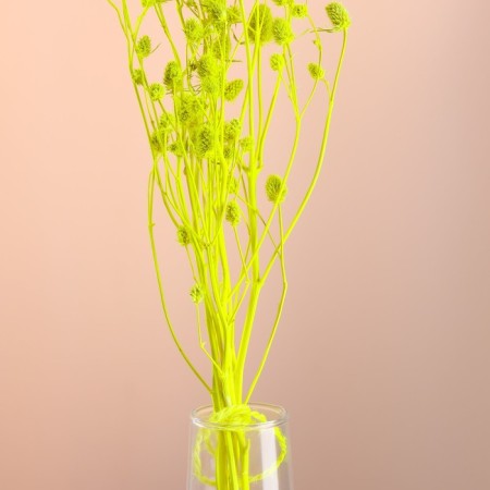 A set of dried flowers "Eringium", ban 5 pcs, length 55 (+/- 6 cm), bright yellow-1