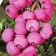 Garden Blue Blueberry "Pink Blueberry", P9 pot, summer 2024