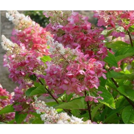 Hydrangea blizzard pink daimond, c3 pot, 1 pc, summer 2024