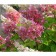Hydrangea blizzard pink daimond, c3 pot, 1 pc, summer 2024